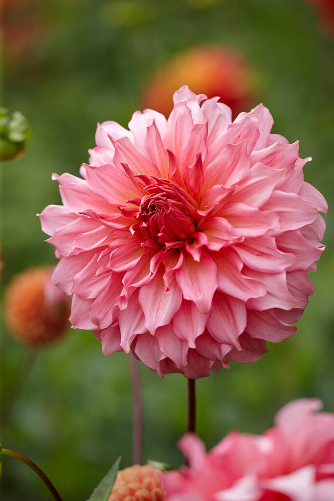 Dahlia Dekorativ Islander 1-pack